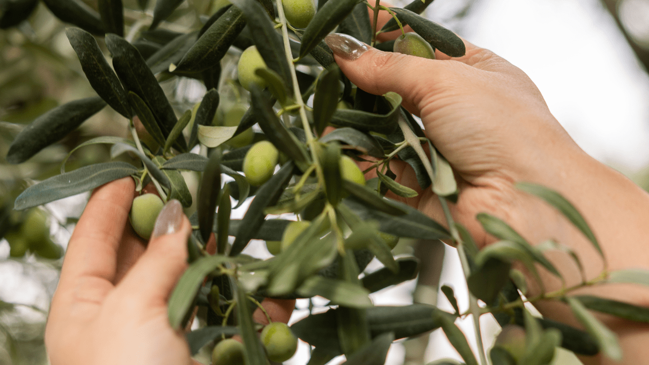 zeytin ve zeytinyağı gerçekleri